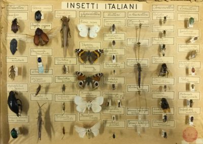 Collezione di insetti (2)