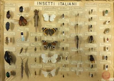 Collezione di insetti (3)