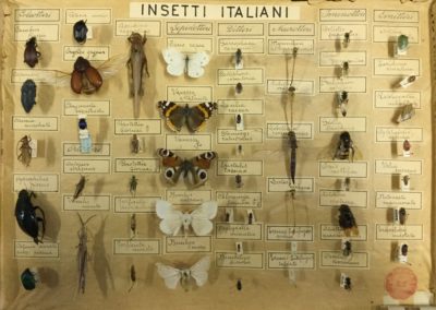 Collezione di insetti
