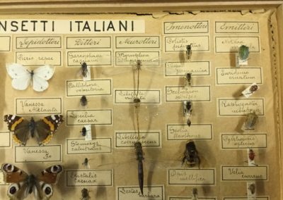 Collezione di insetti (particolare) (12)