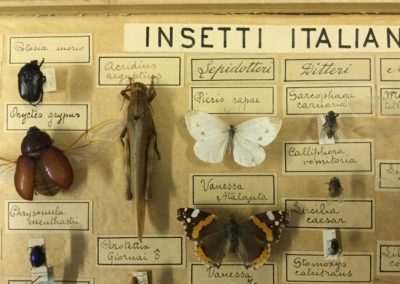 Collezione di insetti (particolare) (2)