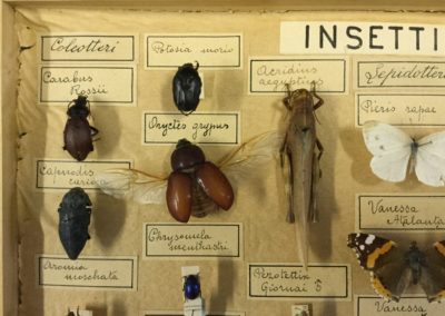 Collezione di insetti (particolare)