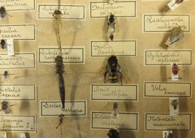 Collezione di insetti (particolare) (5)