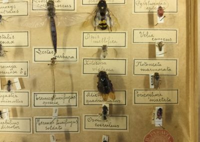 Collezione di insetti (particolare) (6)