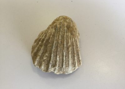 Fossile (calco interno di mollusco bivalve)
