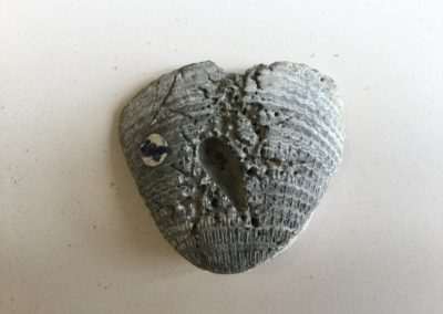 Fossile (guscio di mollusco )