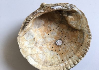 Fossile (guscio di mollusco bivalve) (4)