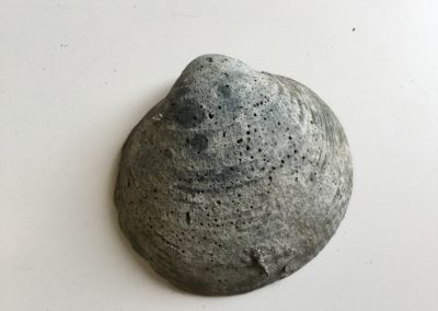 Fossile (guscio di mollusco bivalve)