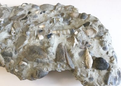 Frammento di calcare fossilifero (2)