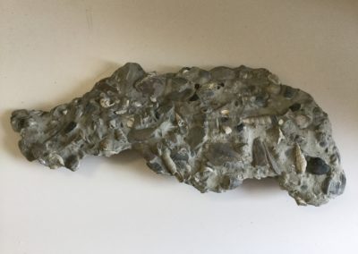 Frammento di calcare fossilifero