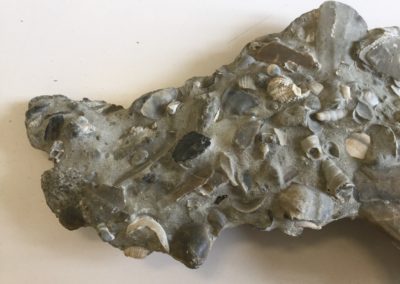 Frammento di calcare fossilifero(3)