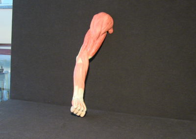 Modello del braccio, 2