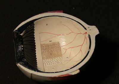 Modello dell'occhio (interno), 2