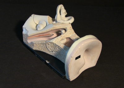 Modello dell'orecchio, canali semicircolari, 3