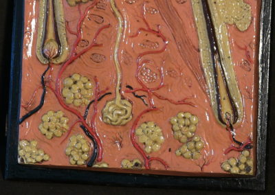 Modello di sezione della cute con ghiandole sudoripare, sebaccee, bulbi piliferi, particolare. (2)
