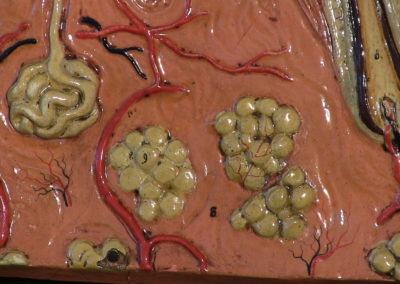 Modello di sezione della cute con ghiandole sudoripare, sebaccee, bulbi piliferi, particolare.