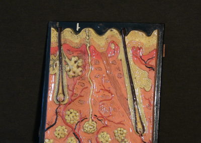 Modello di sezione della cute con ghiandole sudoripare, sebaccee, bulbi piliferi. (6)