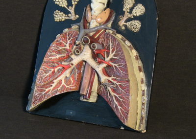 Modello di trachea e polmoni, 2