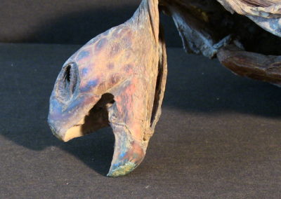 Tartaruga marina (carapace, testa, arti)