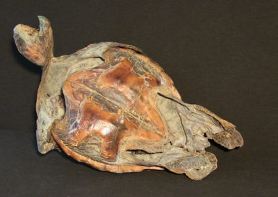 Tartaruga marina (carapace, testa, arti, immagine ventrale)