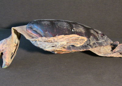 Tartaruga marina (carapace, testa, arti),(5)