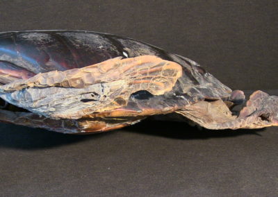 Tartaruga marina(carapace, testa, arti), (3)