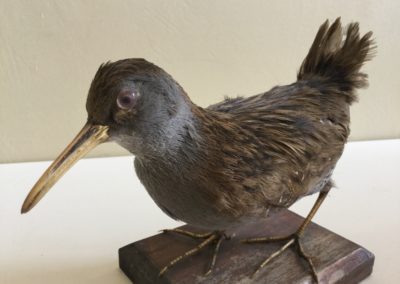 Uccello palustre (probabile Porcilione)