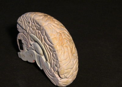 modello del cervello (sezione longitudinale a livello della scissura centrale), 2