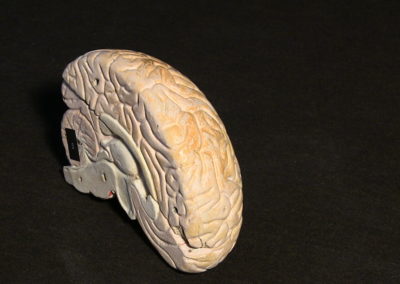 modello del cervello (sezione longitudinale a livello della scissura centrale), 2 (2)
