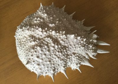 Carapace di Grancevola (visione dorsale)