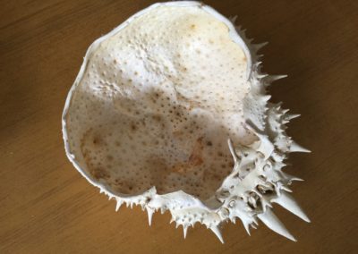 Carapace di Grancevola (visione ventrale)