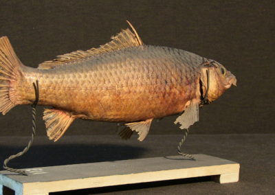 Carpa tassidermizzata (Cyprinus carpia), (2)