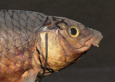 Carpa tassidermizzata (Cyprinus carpia), (3)