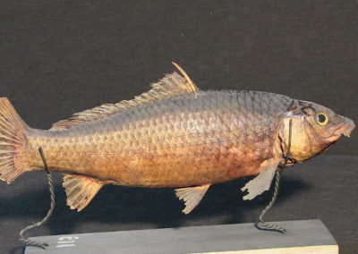 Carpa tassidermizzata (Cyprinus carpia), (4)