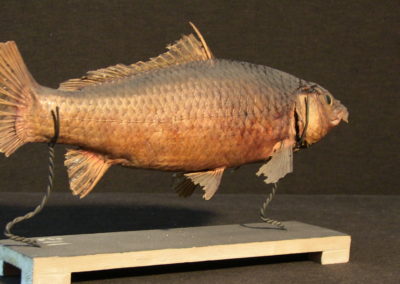 Carpa tassidermizzata (Cyprinus carpia)