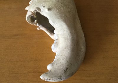 Chela di crostaceo, 2