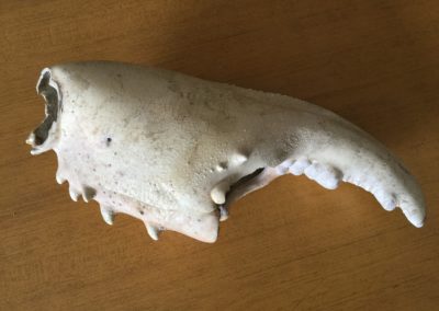 Chela di crostaceo, 4