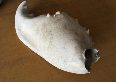 Chela di crostaceo,1