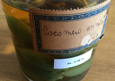 Cocomero asinino (2)