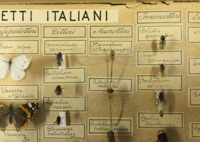 Collezione di insetti (particolare) (3)