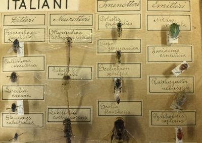 Collezione di insetti (particolare) (4)