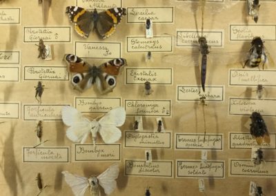 Collezione di insetti (particolare) (7)