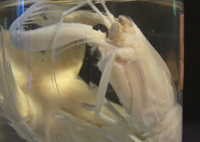 Crostaceo, (Squillamantis) 2
