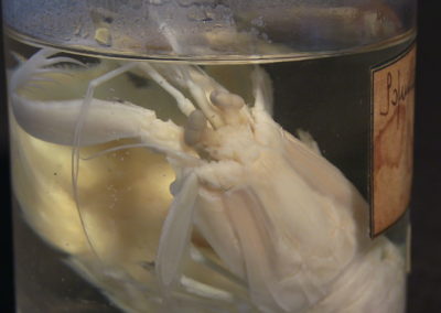 Crostaceo (Squillamantis), 4