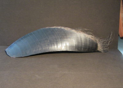Fanone di Balena, 3