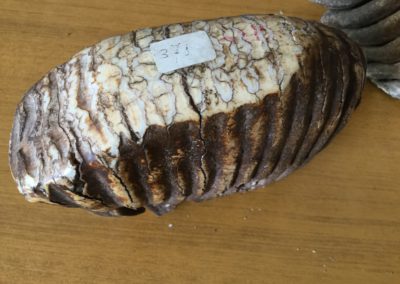 Fossile (dente di Mammut) (3)