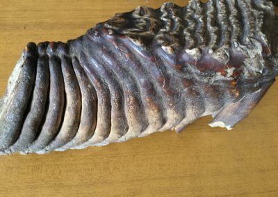 Fossile (dente di Mammut) (4)