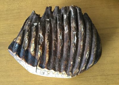 Fossile (dente di Mammut)