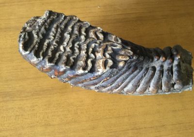 Fossile (dente di Mammut) (5)