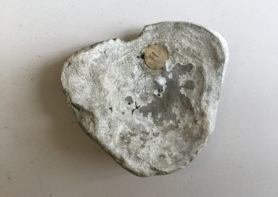 Fossile (frammento di guscio di mollusco bivalve)